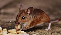 24 Hour & Emergency Exterminators in Soper, OK